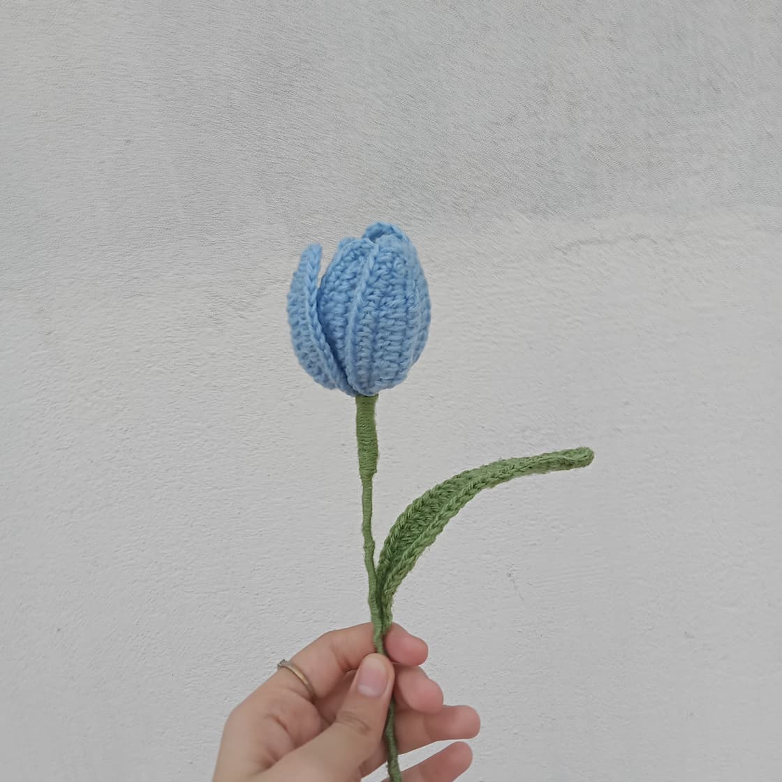 Sky Blue Tulip